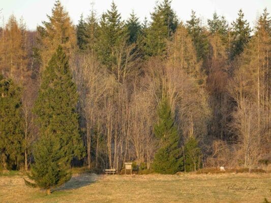 Harz - 010203019