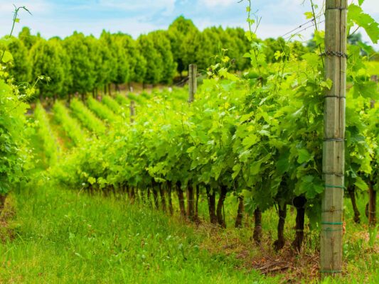 Italien 0107037