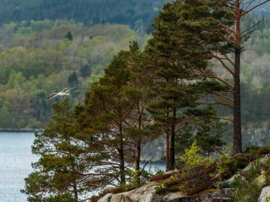 Norwegen 0108041