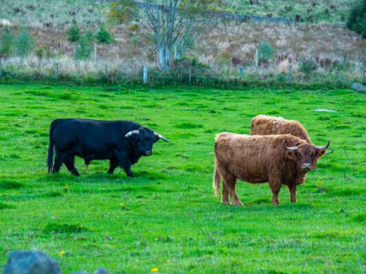 Schottland 05010