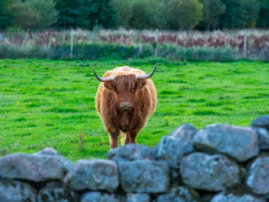Schottland 05011