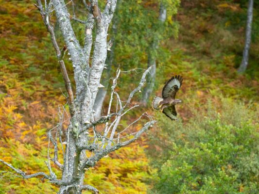 Schottland 05017