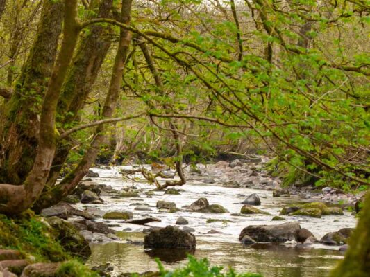 Wales 06015