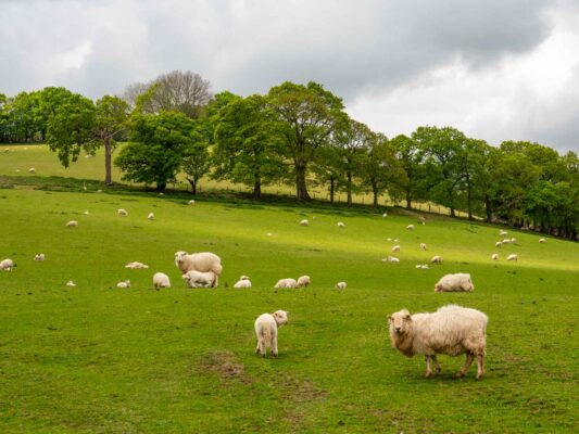Wales 06058