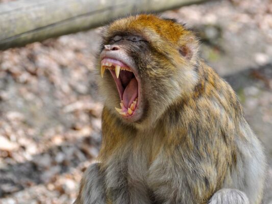 Tiere 200001