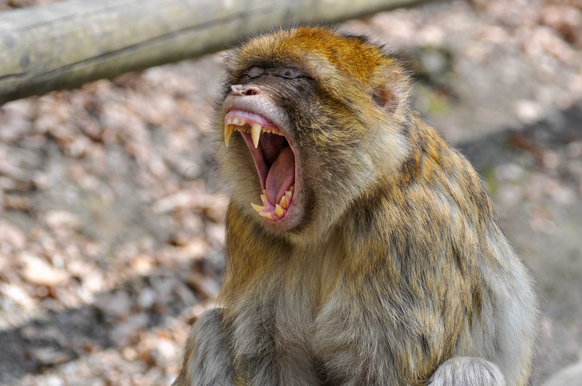 Tiere 200001