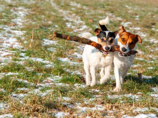 Tiere 200002