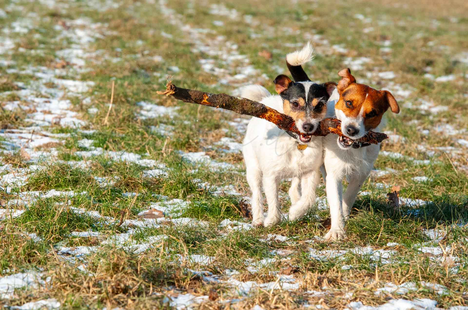 Tiere 200002