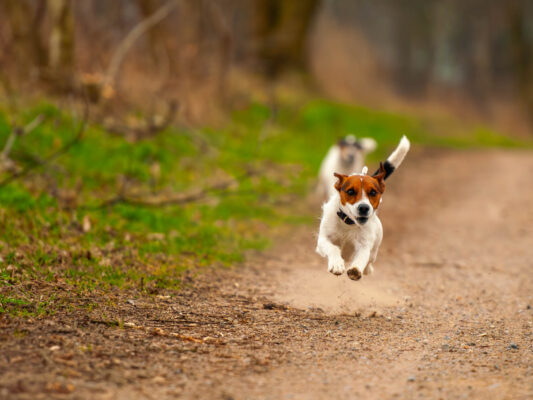 Tiere 200003