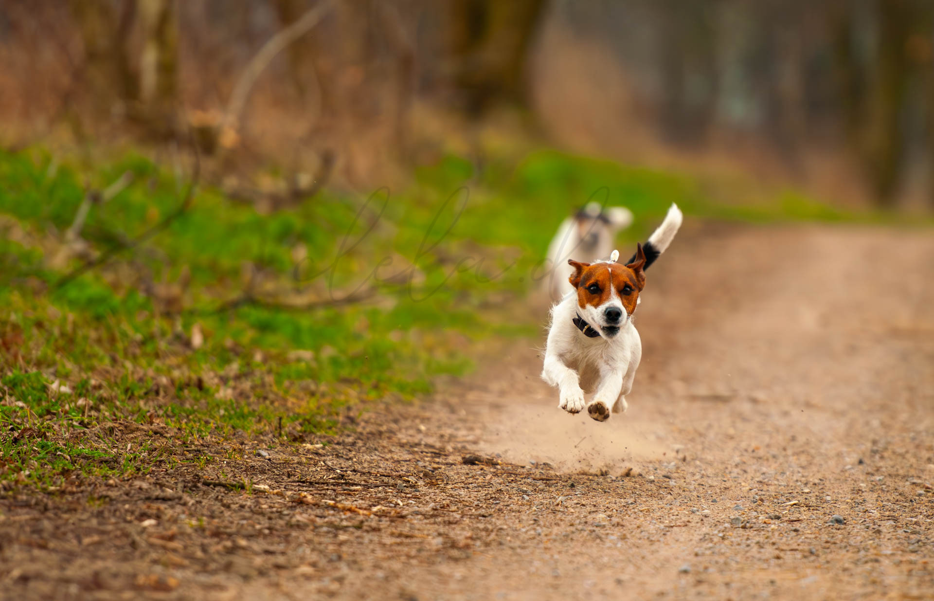 Tiere 200003