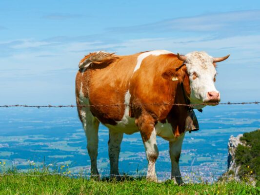Tiere 200005