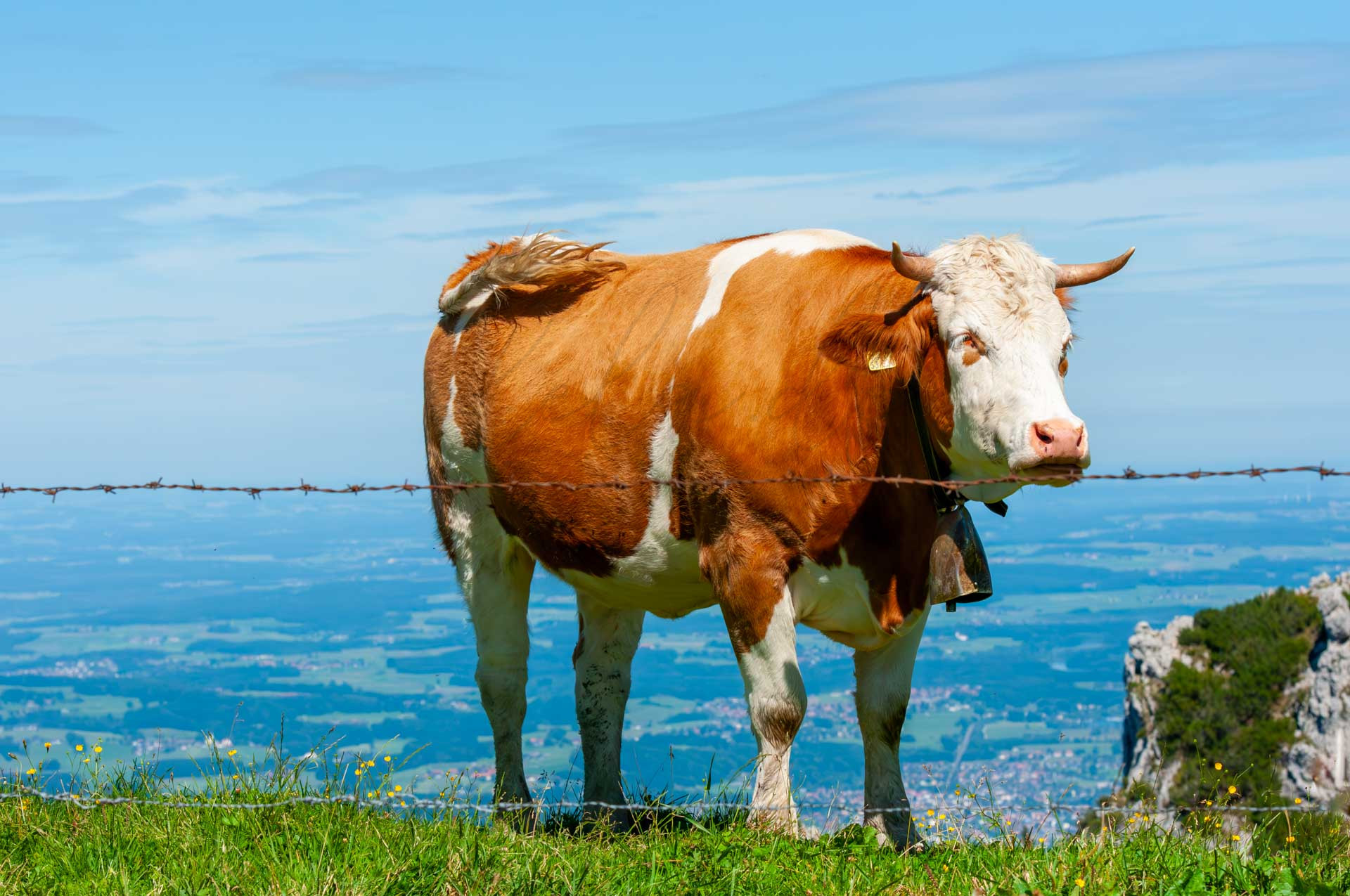 Tiere 200005