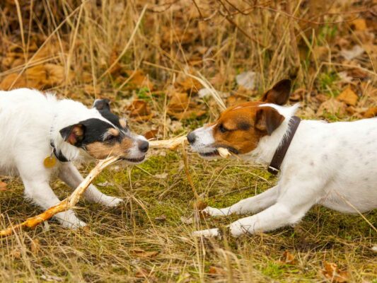 Tiere 200006