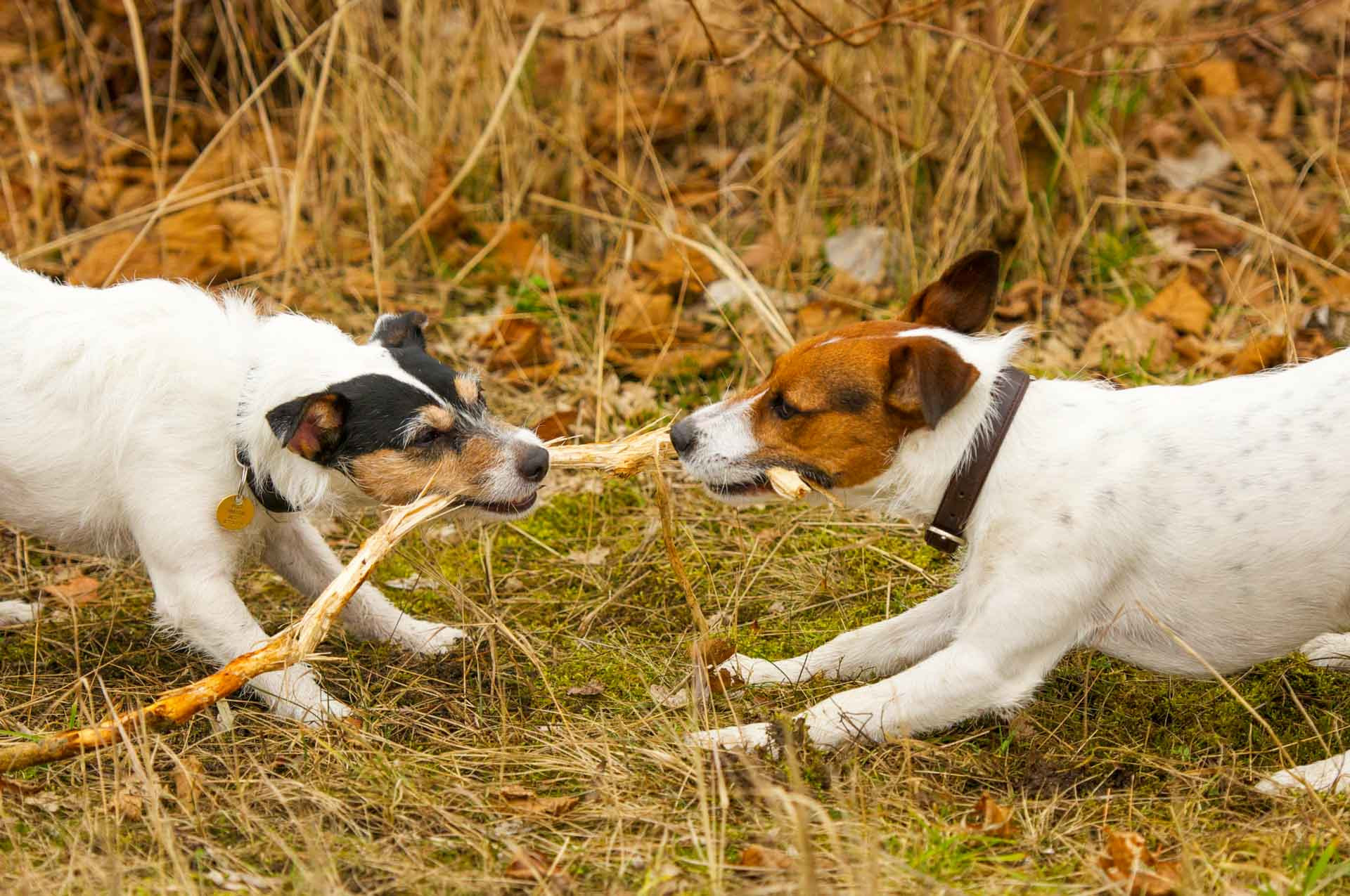 Tiere 200006