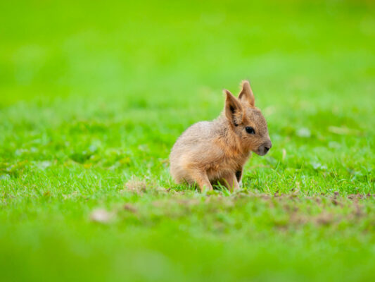 Tiere 200007