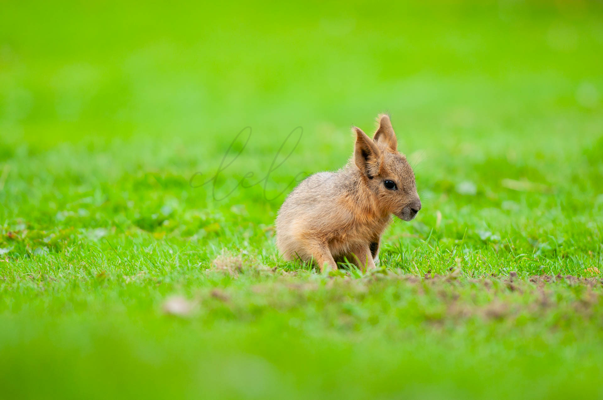 Tiere 200007