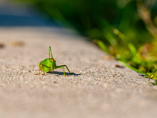 Tiere 200008