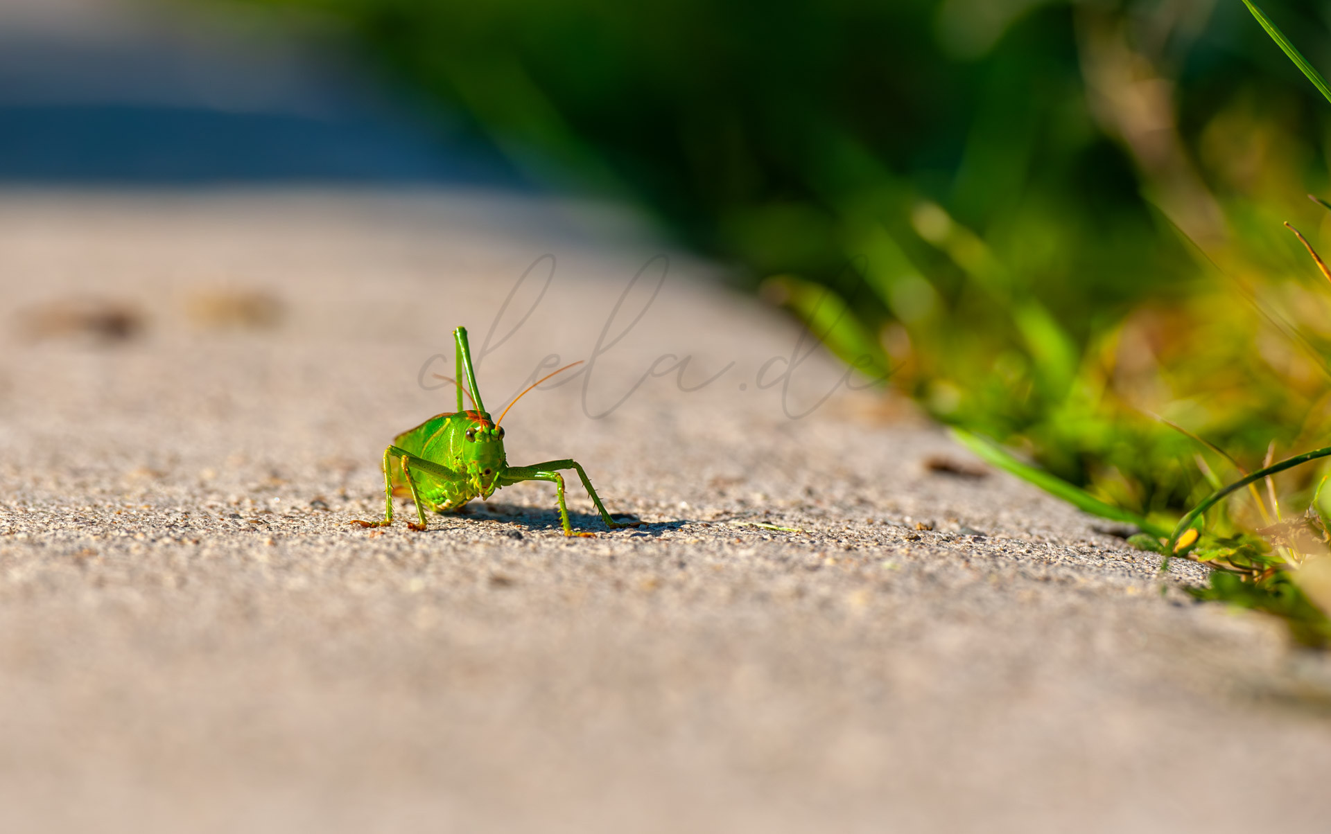 Tiere 200008