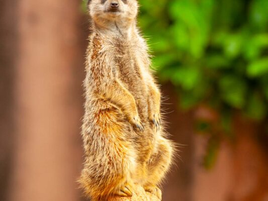 Tiere 200009