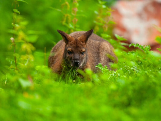 Tiere 200010