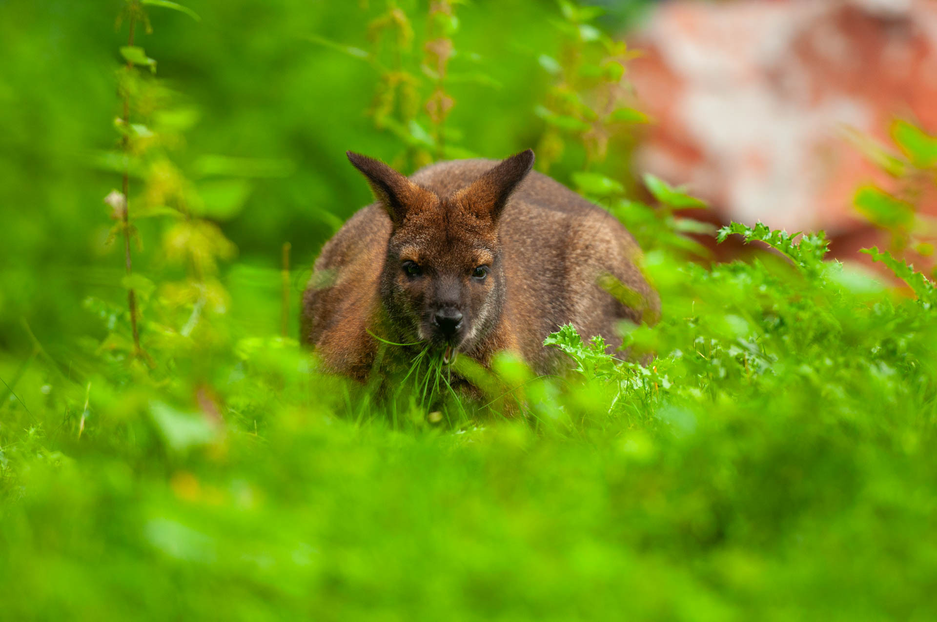 Tiere 200010