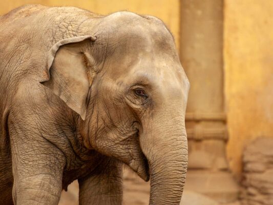 Tiere 200011