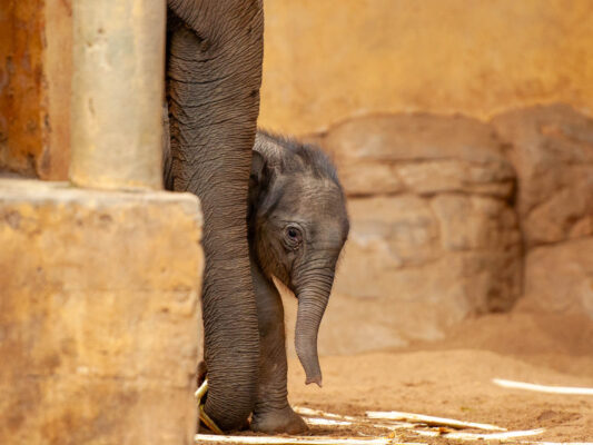 Tiere 200012