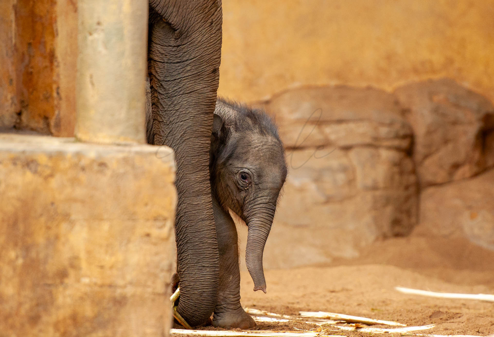 Tiere 200012