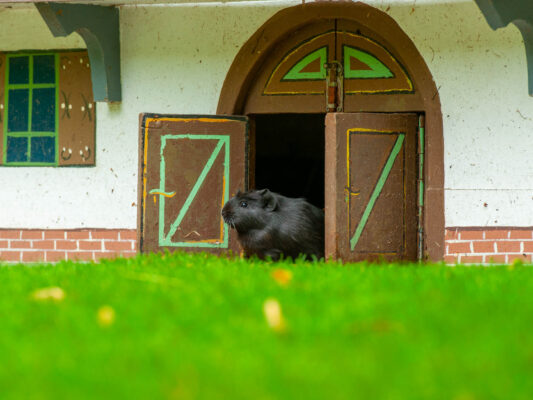Tiere 200014