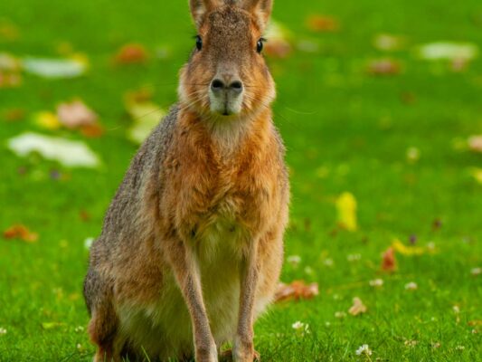 Tiere 200015