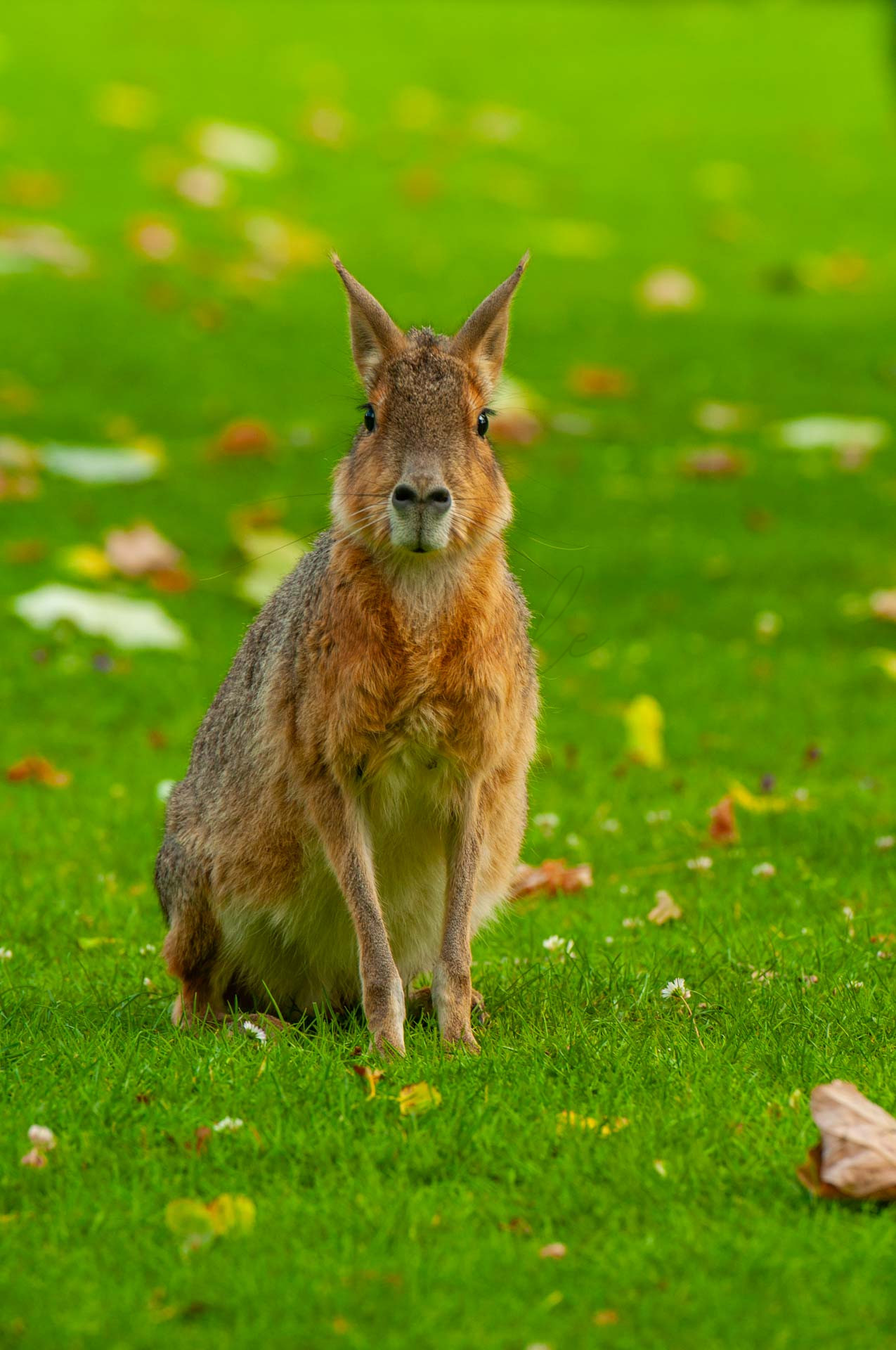 Tiere 200015