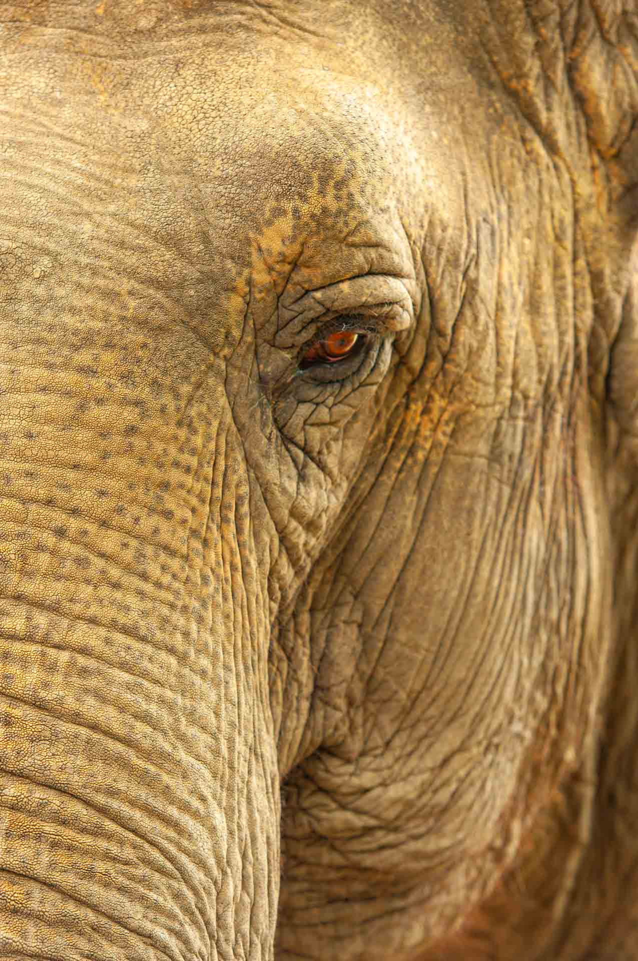 Tiere 200016