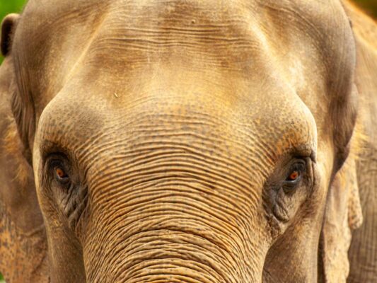 Tiere 200017