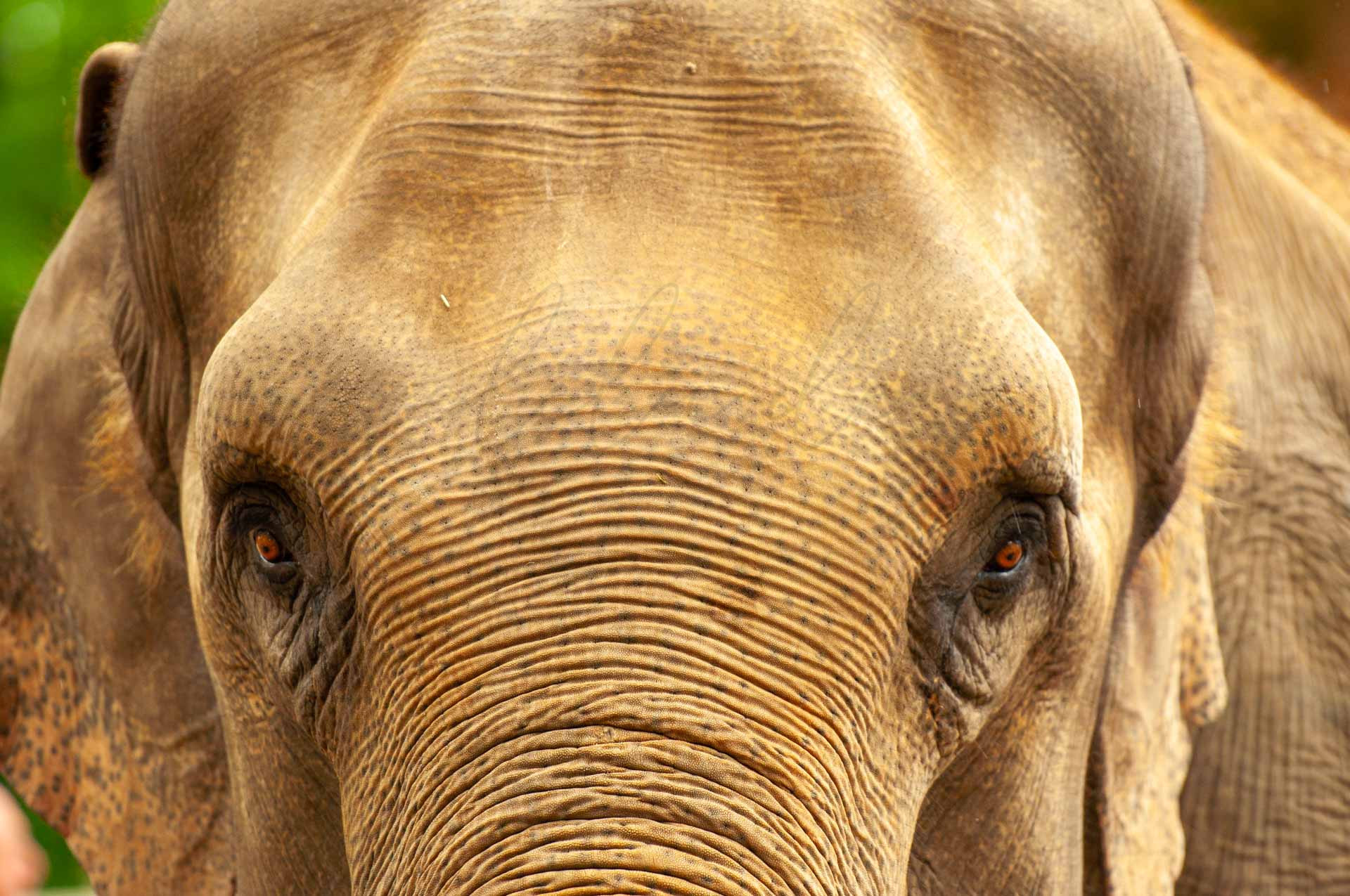 Tiere 200017