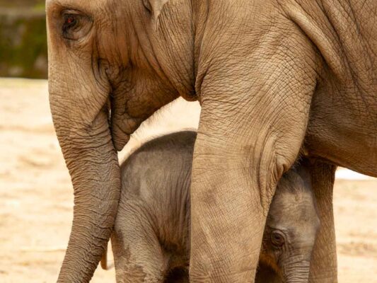 Tiere 200018