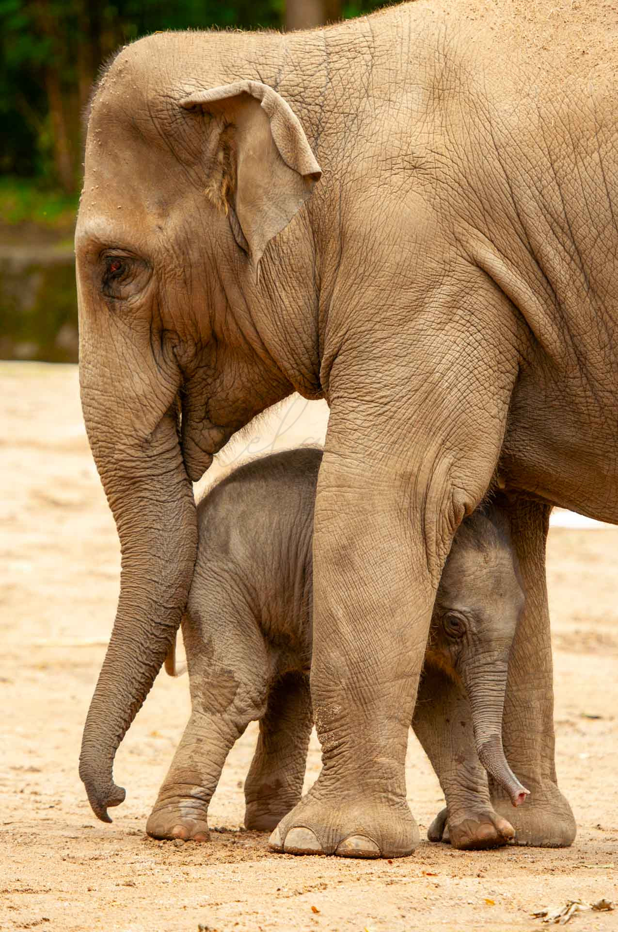 Tiere 200018