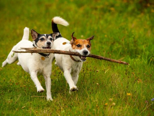 Tiere 200019