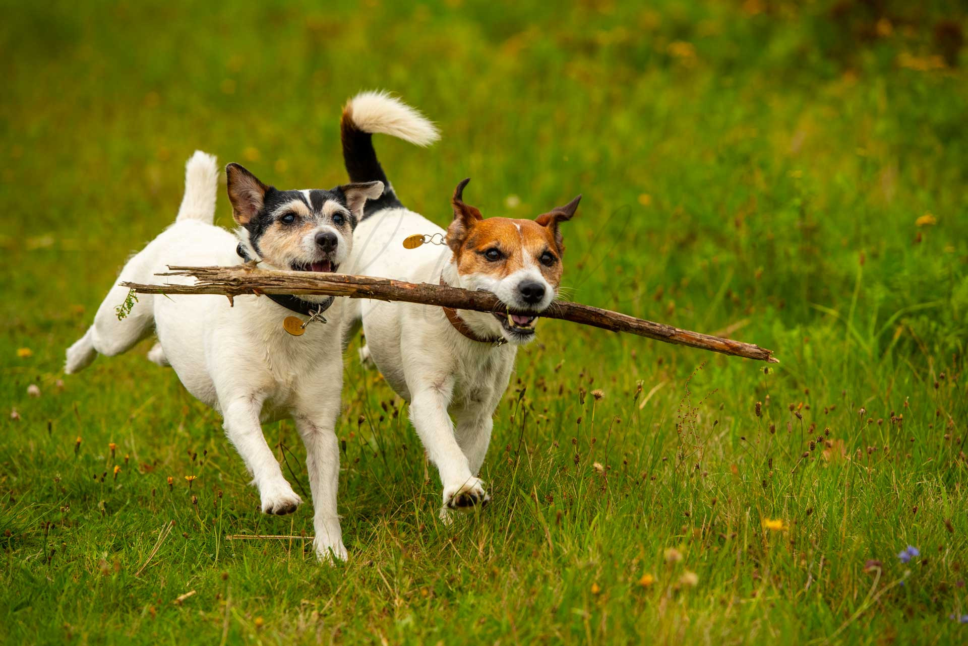Tiere 200019