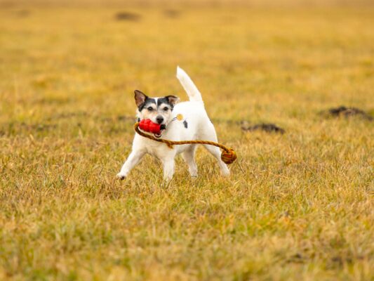 Tiere 200020