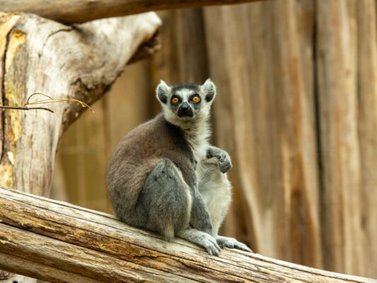 Tiere 200024