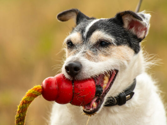 Tiere 200025
