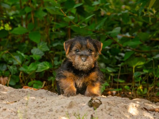 Tiere 200026