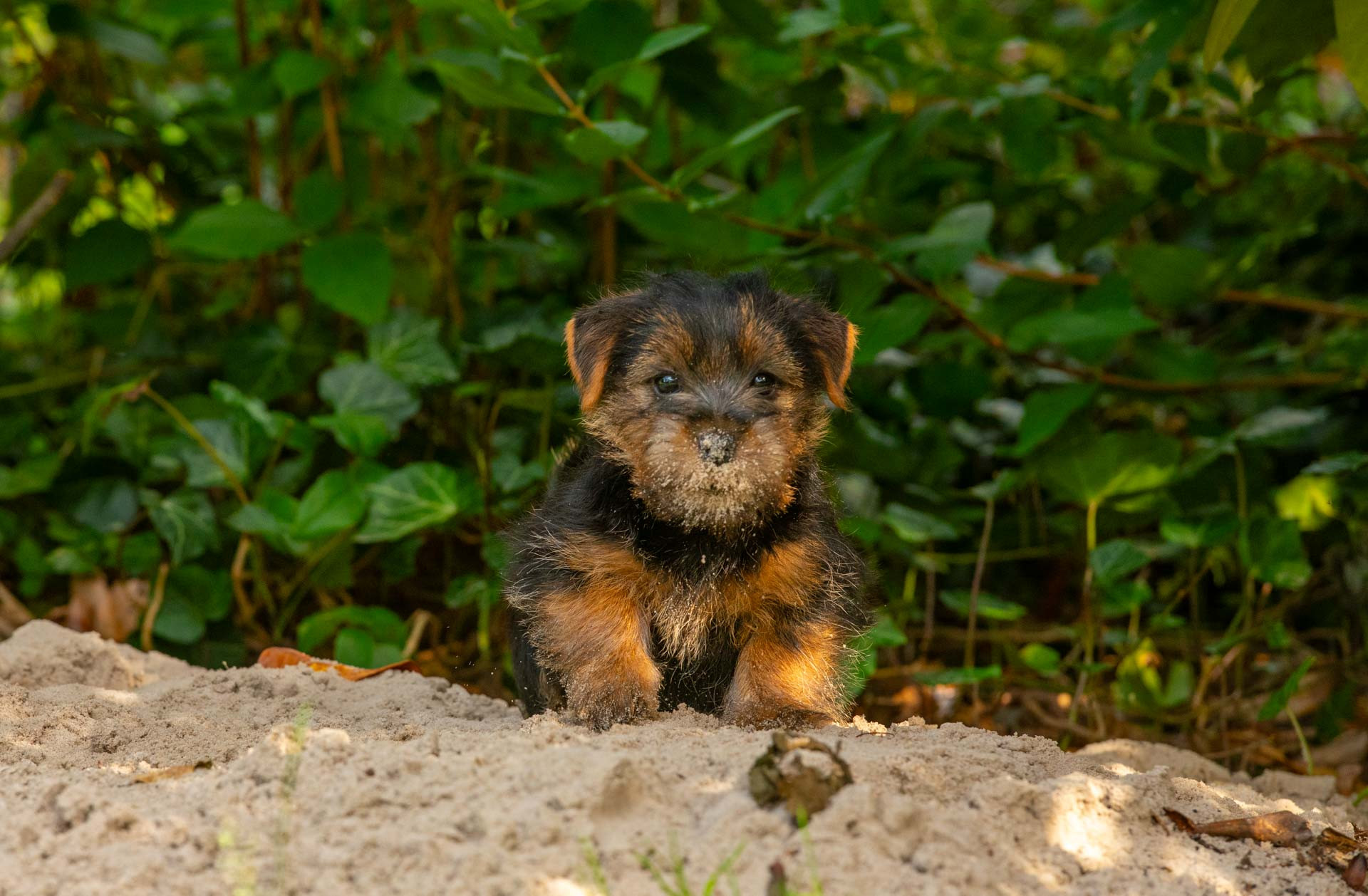 Tiere 200026