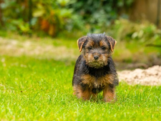 Tiere 200027
