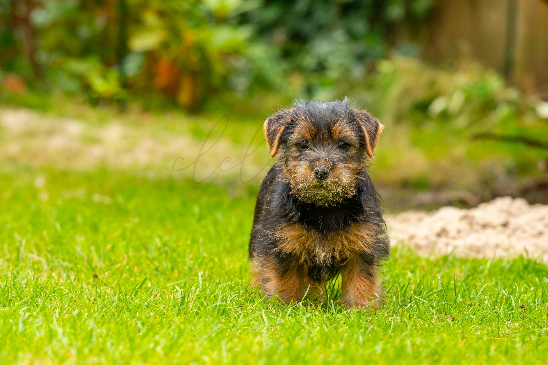 Tiere 200027