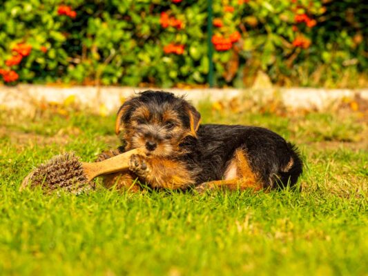 Tiere 200028