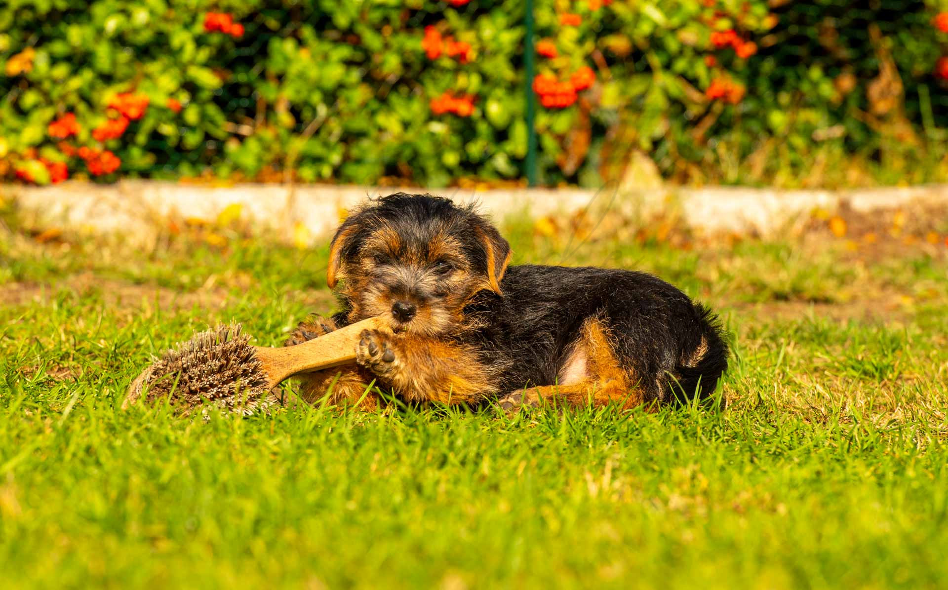 Tiere 200028