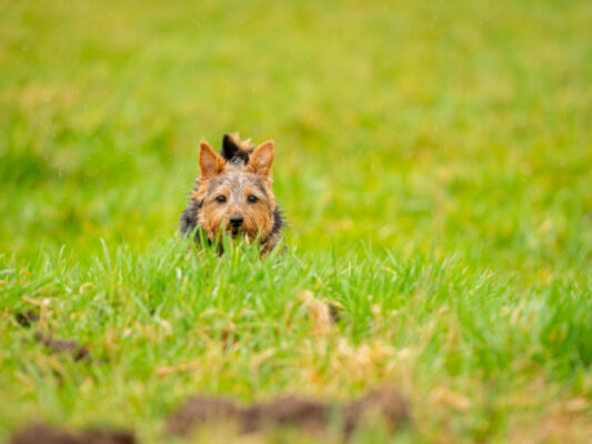 Tiere 200029