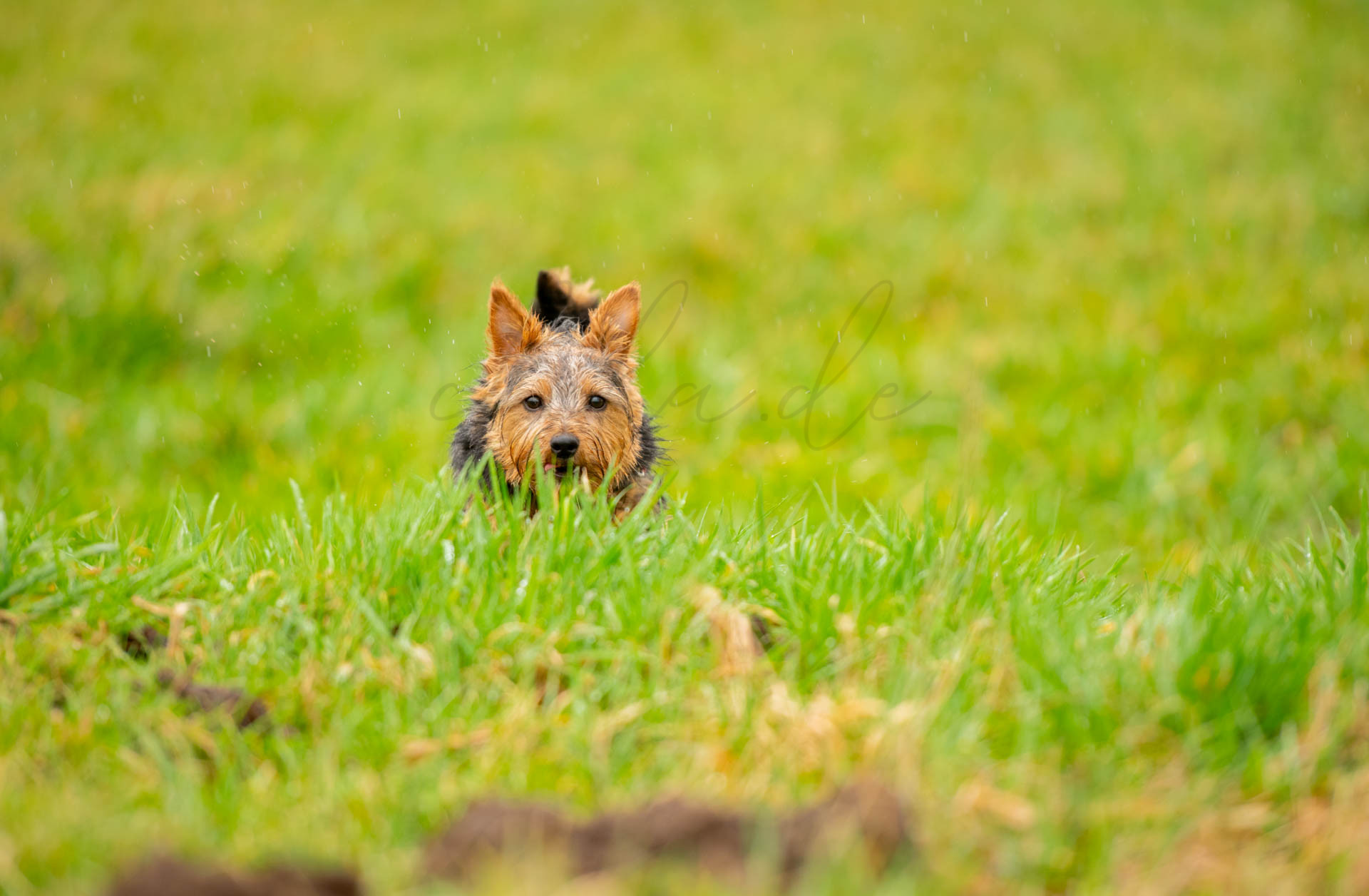Tiere 200029