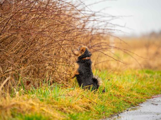 Tiere 200030